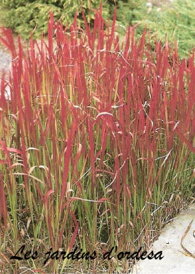 Imperata cylindrica red baron